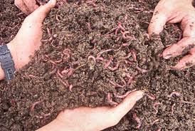 vermicomposting-2.jpg